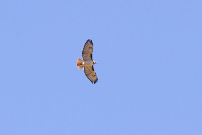 Red-tailed Hawk - Rödstjärtad vråk