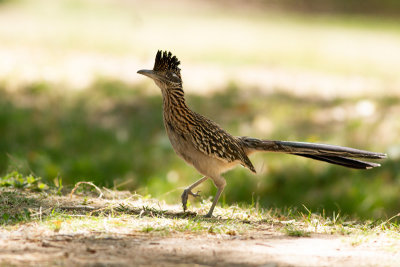 Greater Roadrunner - Större tuppgök