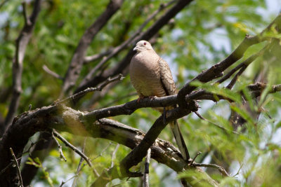 Inca Dove - Inkaduva