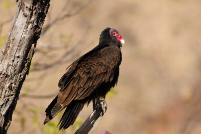 Turkey Vulture - Kalkongam