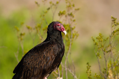 Turkey Vulture - Kalkongam