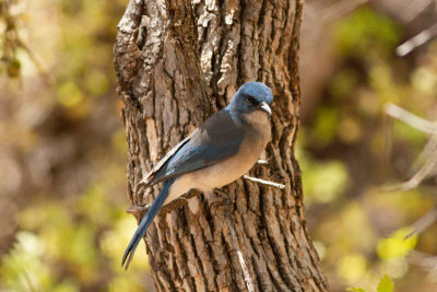 Mexican Jay - Mexikoskrika