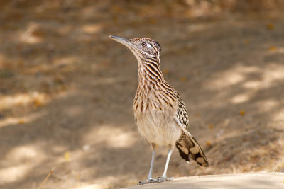 Greater Roadrunner - Större tuppgök