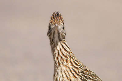 Greater Roadrunner - Större tuppgök