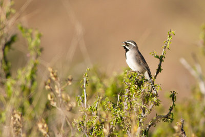 Black-throated Sparrow - Svartstrupig sparv