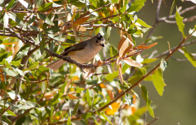Black-crested Titmouse - Svarttofsad gråmes