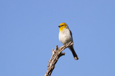 Verdin - Verdinpungmes