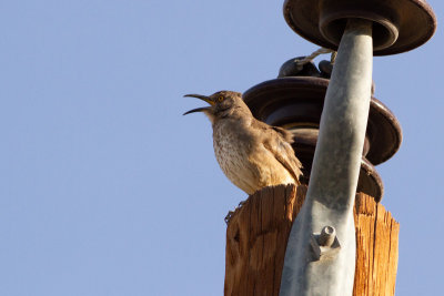 Curve-billed Thrasher - Bågnäbbad hämtrast