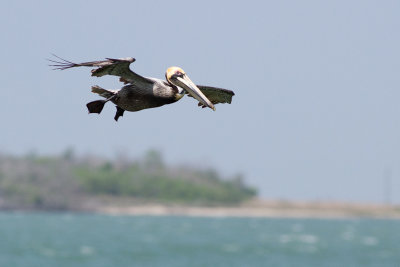 Brown Pelican - Brun pelikan