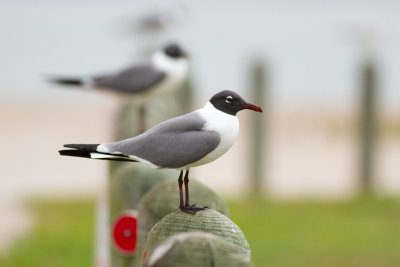 Laughing Gull - Sotvingad mås