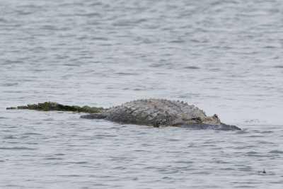 American Alligator - Mississippialligator