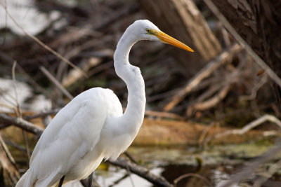 Great Egret - Ägretthäger