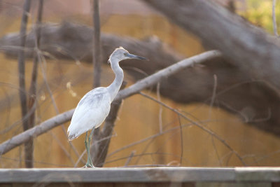 Little Blue Heron - Blåhäger
