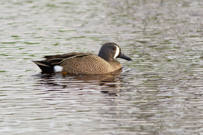 Blue-winged Teal - Blåvingad årta