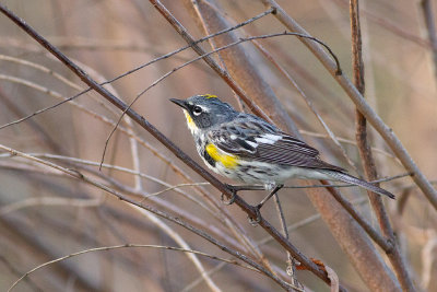 Myrtle Warbler - Myrtensångare