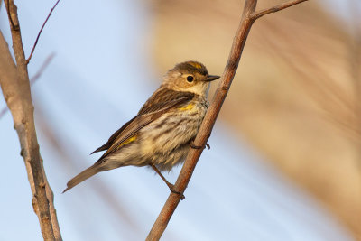 Myrtle Warbler - Myrtensångare