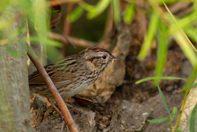 Lincoln's Sparrow - Lincolnsparv