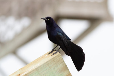 Great-tailed Grackle - Mexikobåtstjärt