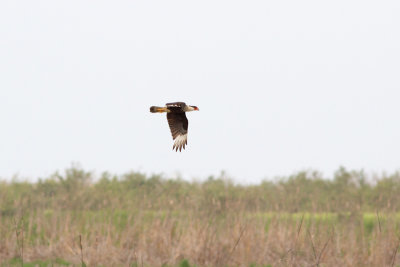 Crested Caracara - Nordlig tofskarakara