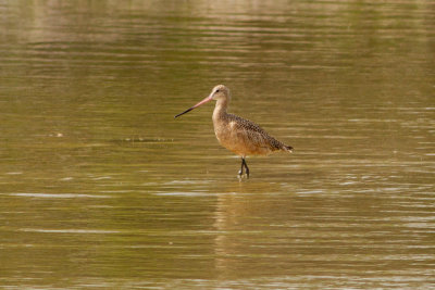 Marbled Godwit - Präriespov