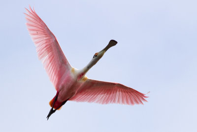 Roseate Spoonbill - Rosenskedstork