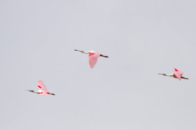 Roseate Spoonbill - Rosenskedstork