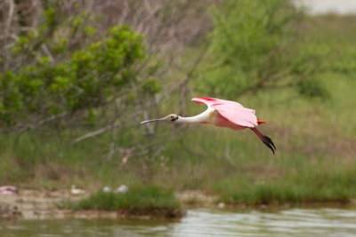 Roseate Spoonbill - Rosenskedstork