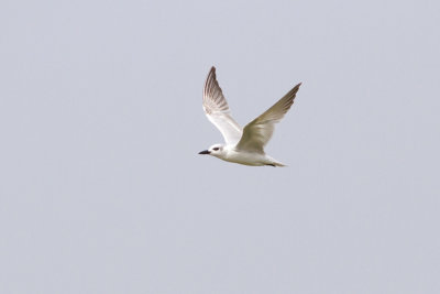 Gull-billed Tern - Sandtärna