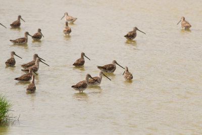 Long-billed Dowitcher - Större beckasinsnäppa
