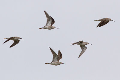 Stilt Sandpiper - Styltsnäppa