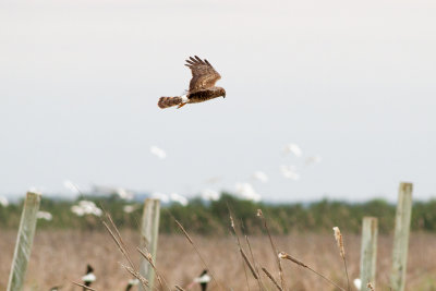 Northern Harrier - Amerikansk kärrhök