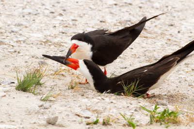 Black Skimmer - Amerikansk saxnäbb