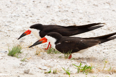 Black Skimmer - Amerikansk saxnäbb