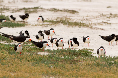 Black Skimmer - Amerikansk saxnäbb