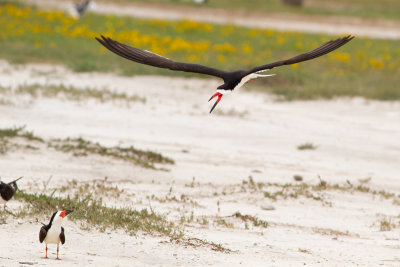 Black Skimmer - Amerikansk saxnäbb