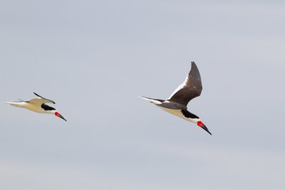 Black Skimmer - Amerikansk saxnäbb