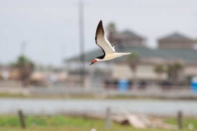 Black Skimmer - Amerikansk saxnäbb