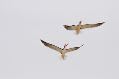 Black Skimmer - Amerikansk saxnäbb