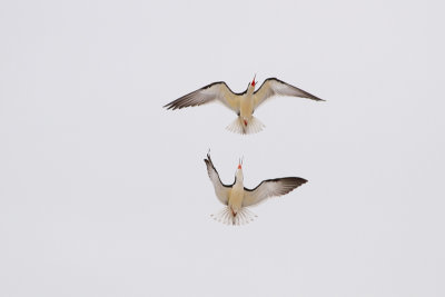 Black Skimmer - Amerikansk saxnäbb