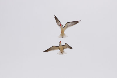 Black Skimmer - Amerikansk saxnäbb