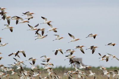American Avocet - Amerikansk skärfläcka