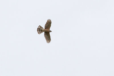 Cooper's Hawk - Coopers hök