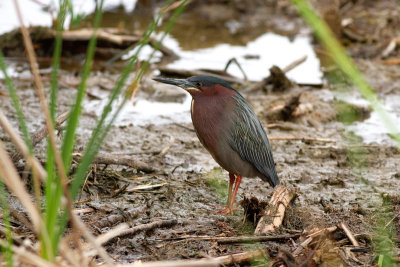 Green Heron - Grönryggig häger