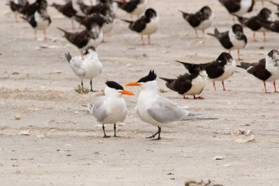 Royal Tern - Kungstärna