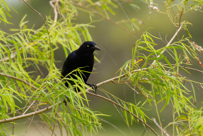 Great-tailed Grackle - Mexikobåtstjärt