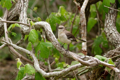 Northern Mockingbird - Nordlig härmtrast