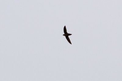 Chimney Swift - Skorstensseglare