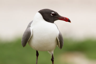 Laughing Gull - Sotvingad mås