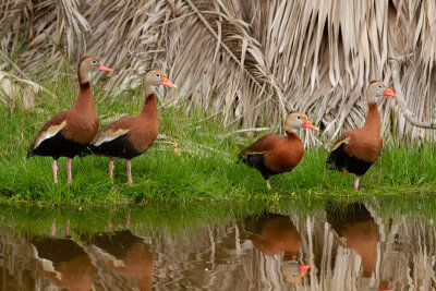 Black-bellied Whistling-Duck - Svartbukig visseland