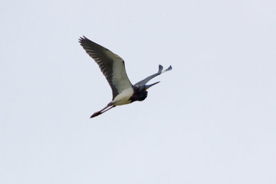 Tricolored Heron - Trefärgad häger